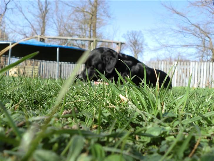 Labrador retriever Kiwi (F1) billede 4