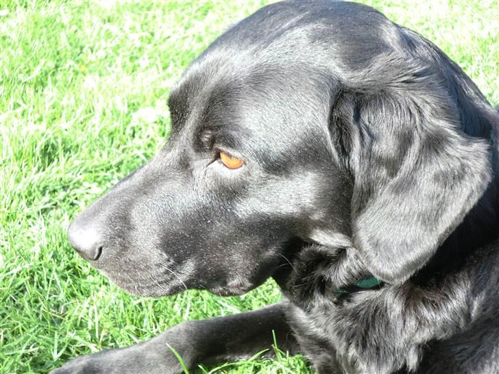 Labrador retriever Kiwi (F1) billede 5