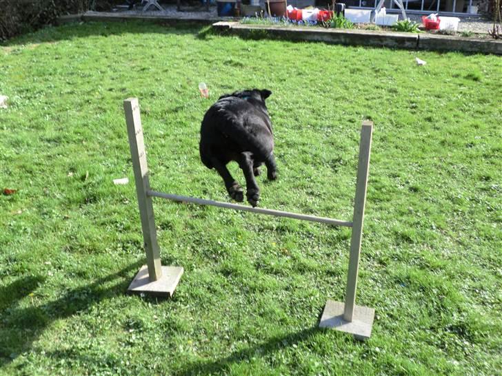 Labrador retriever Kiwi (F1) - Farvel og tak :-) billede 6