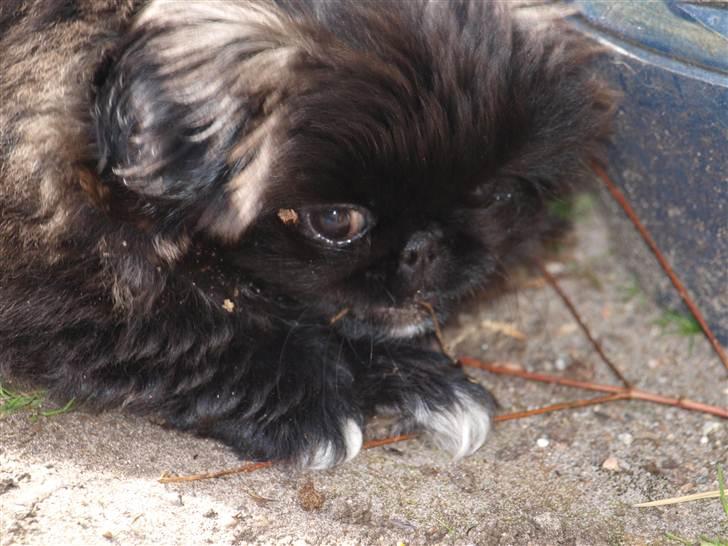 Pekingeser Cita AKA Bulldozeren - D. 10.04.11 billede 7