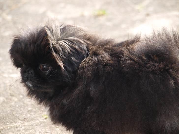 Pekingeser Cita AKA Bulldozeren - D. 10.04.11 billede 8