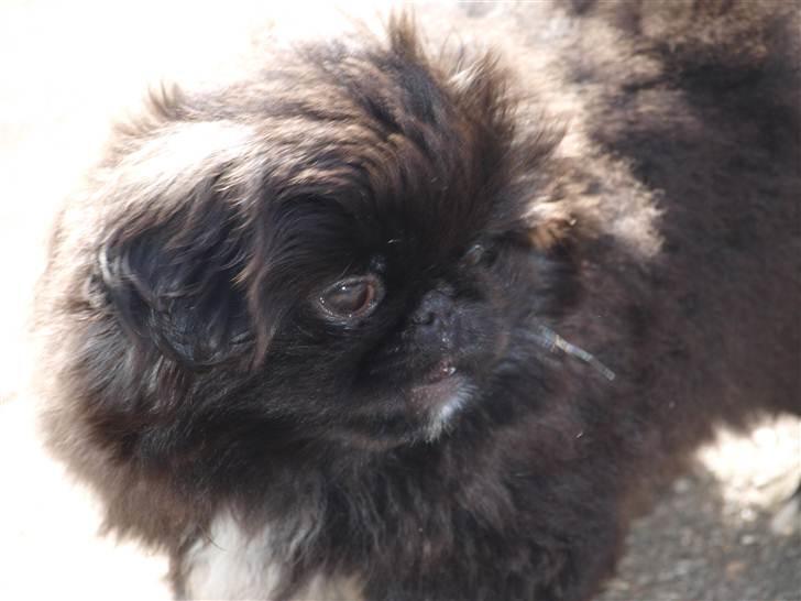 Pekingeser Cita AKA Bulldozeren - D. 10.04.11 billede 9