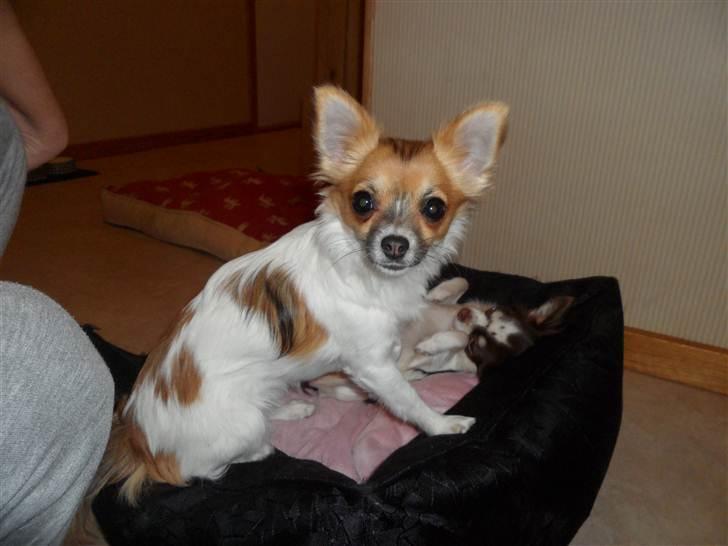 Chihuahua Victoria - Victoria er blevet en stor smuk dame billede 12