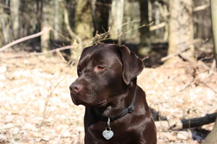 Labrador retriever Baloo (Coco loco´s voyage billede 2