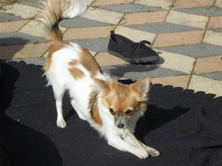 Chihuahua Victoria - En dejlig gnavepind og numsen i vejret :) billede 13
