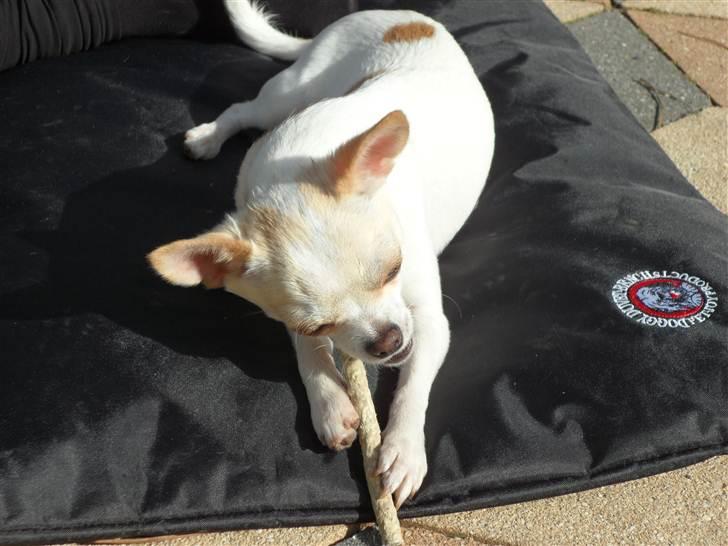 Chihuahua Mini billede 10