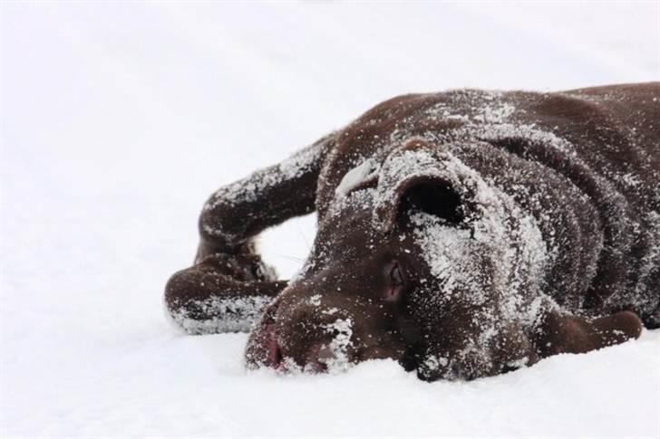 Labrador retriever Baloo (Coco loco´s voyage - Snehunden billede 3