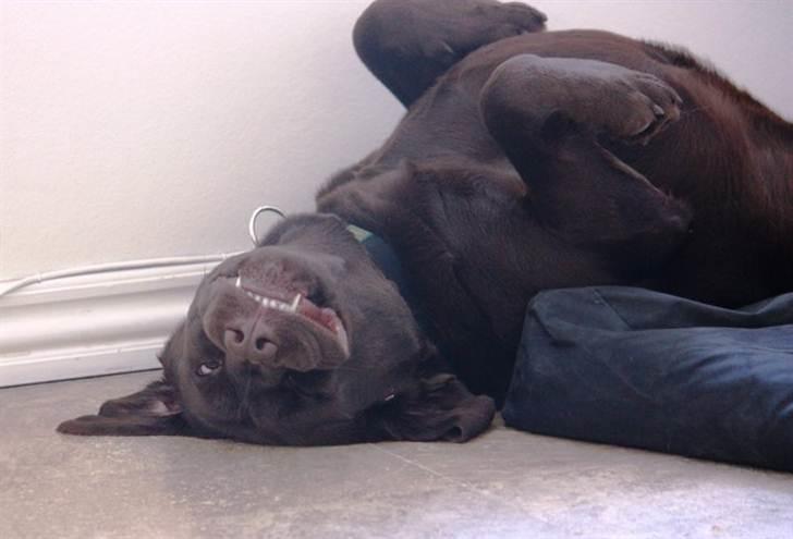 Labrador retriever Baloo (Coco loco´s voyage - En af hans yndlings-sove-stillinger billede 4