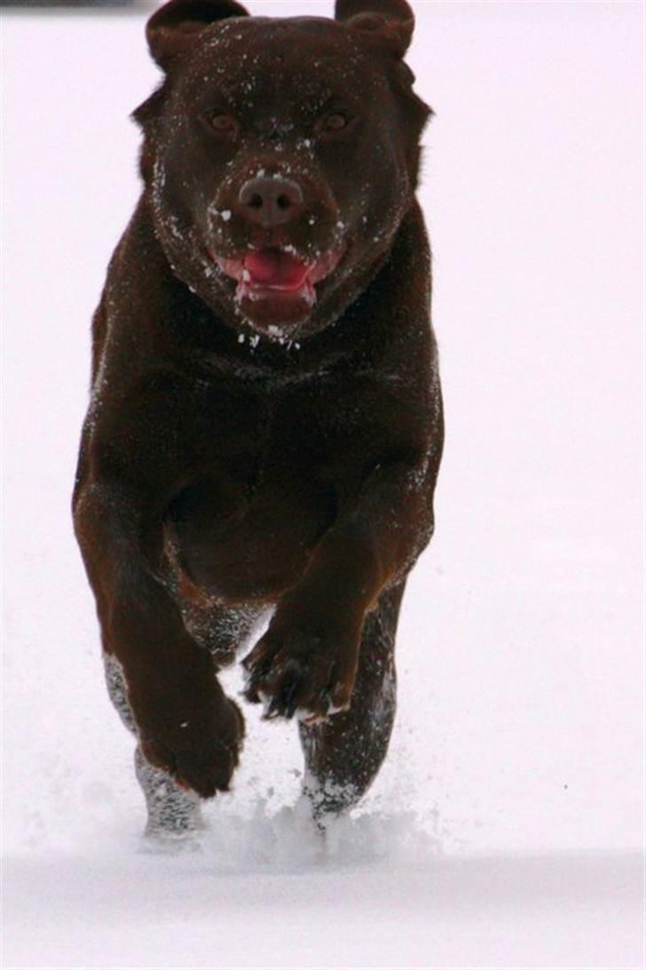 Labrador retriever Baloo (Coco loco´s voyage - Har lidt karaktertræk med en bjørn ;-) billede 10