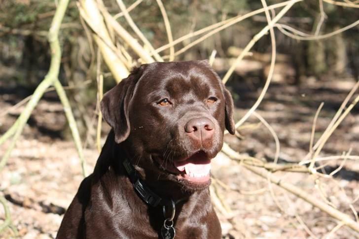 Labrador retriever Baloo (Coco loco´s voyage billede 5