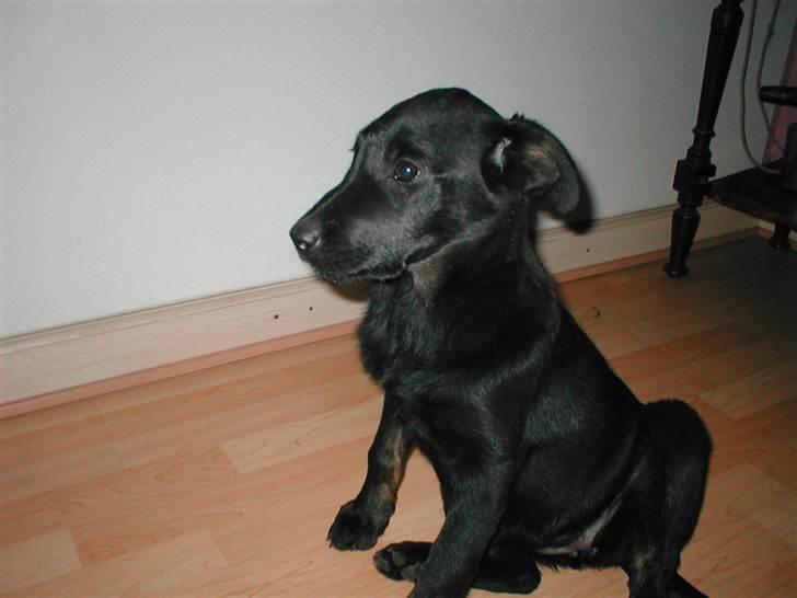 Blanding af racer Bundy - som hvalp, er hun ikke sød billede 5