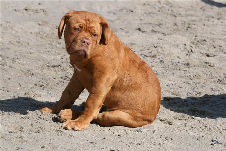 Dogue de bordeaux Mini-me billede 1
