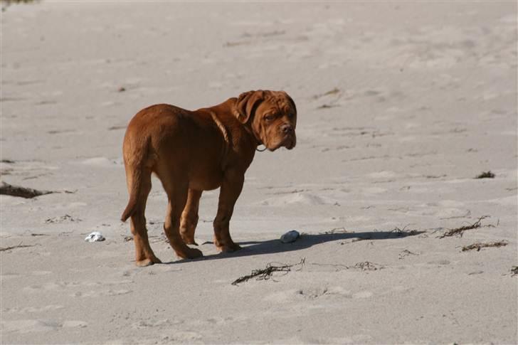 Dogue de bordeaux Mini-me billede 2