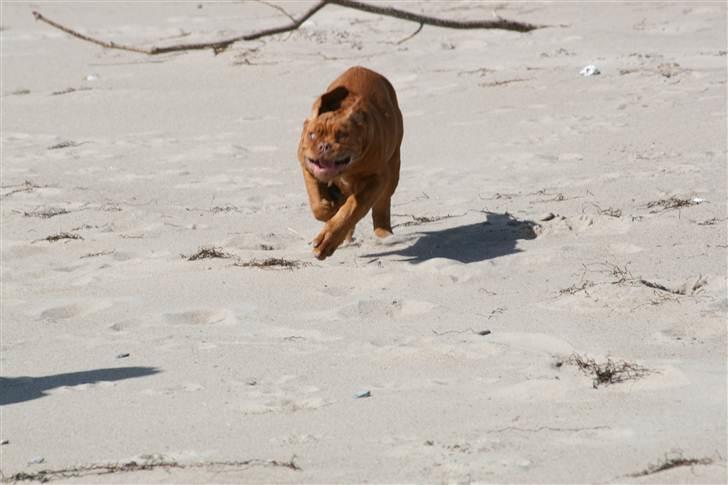 Dogue de bordeaux Mini-me billede 3