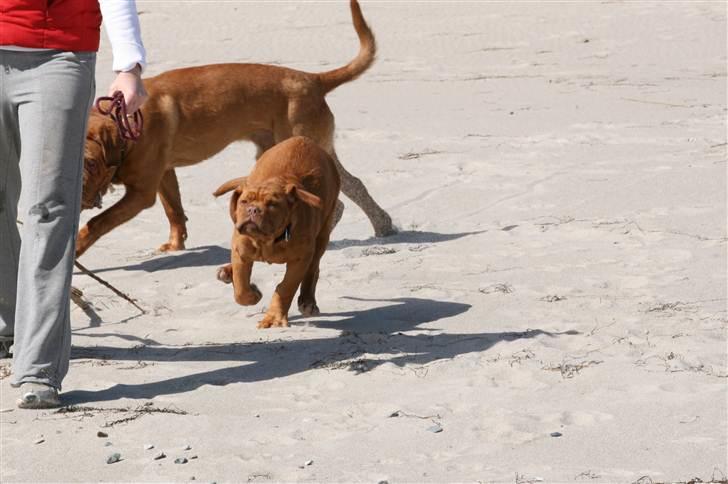 Dogue de bordeaux Mini-me billede 4
