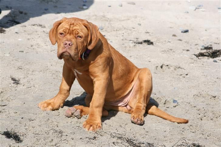 Dogue de bordeaux Mini-me billede 5