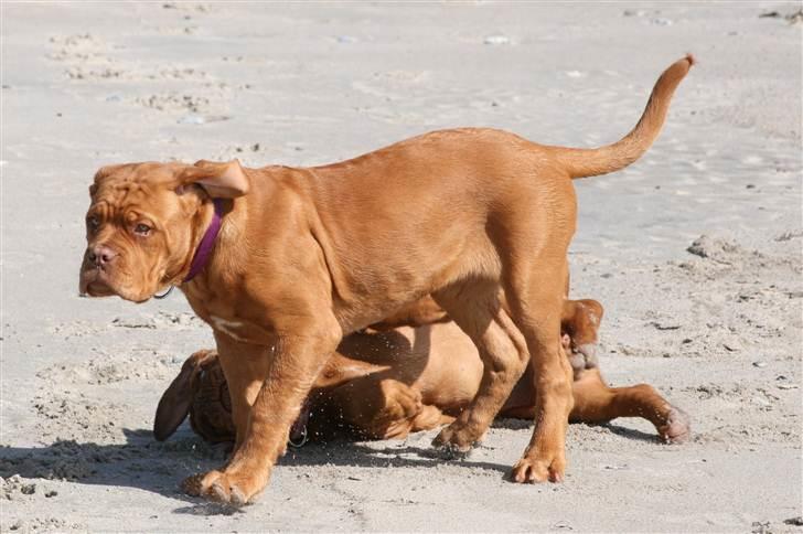 Dogue de bordeaux Mini-me billede 6