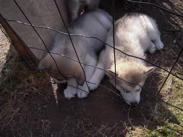 Alaskan malamute Akhasia - Akhasia og Spanto (7 uger) billede 5