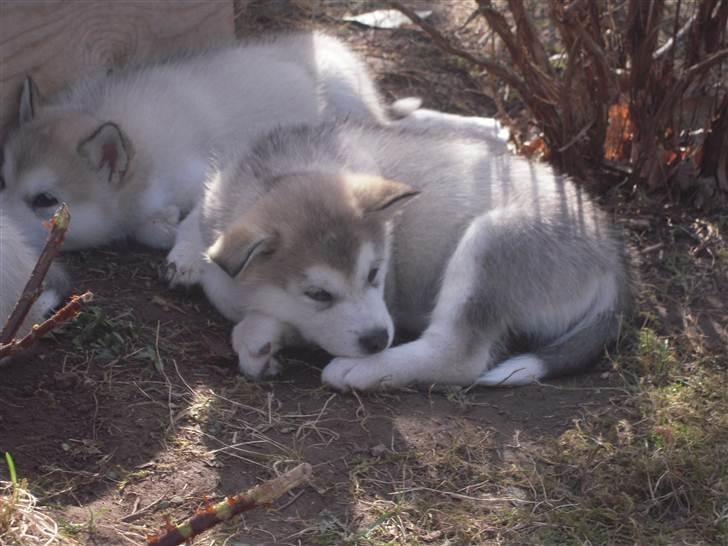 Alaskan malamute Spanto billede 5