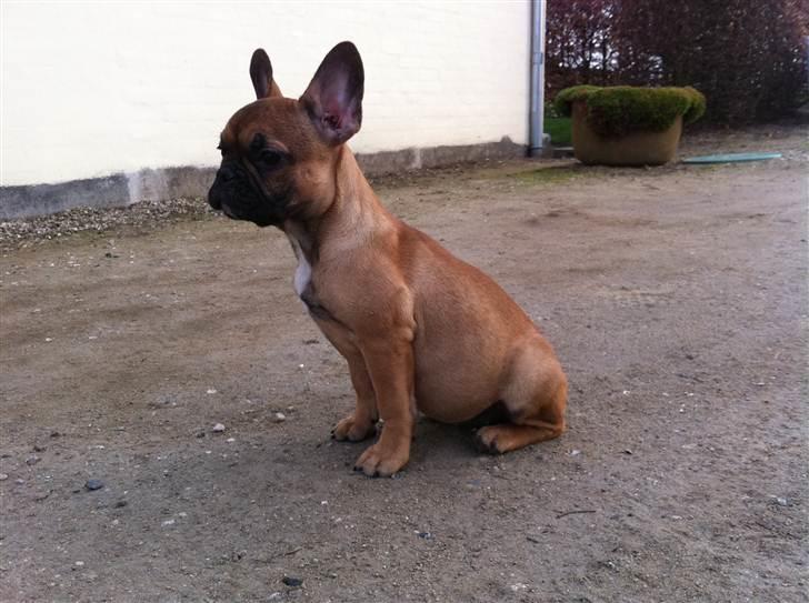 Fransk bulldog Zuka (Himmelhund) billede 11