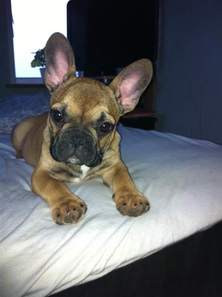 Fransk bulldog Zuka (Himmelhund) billede 12