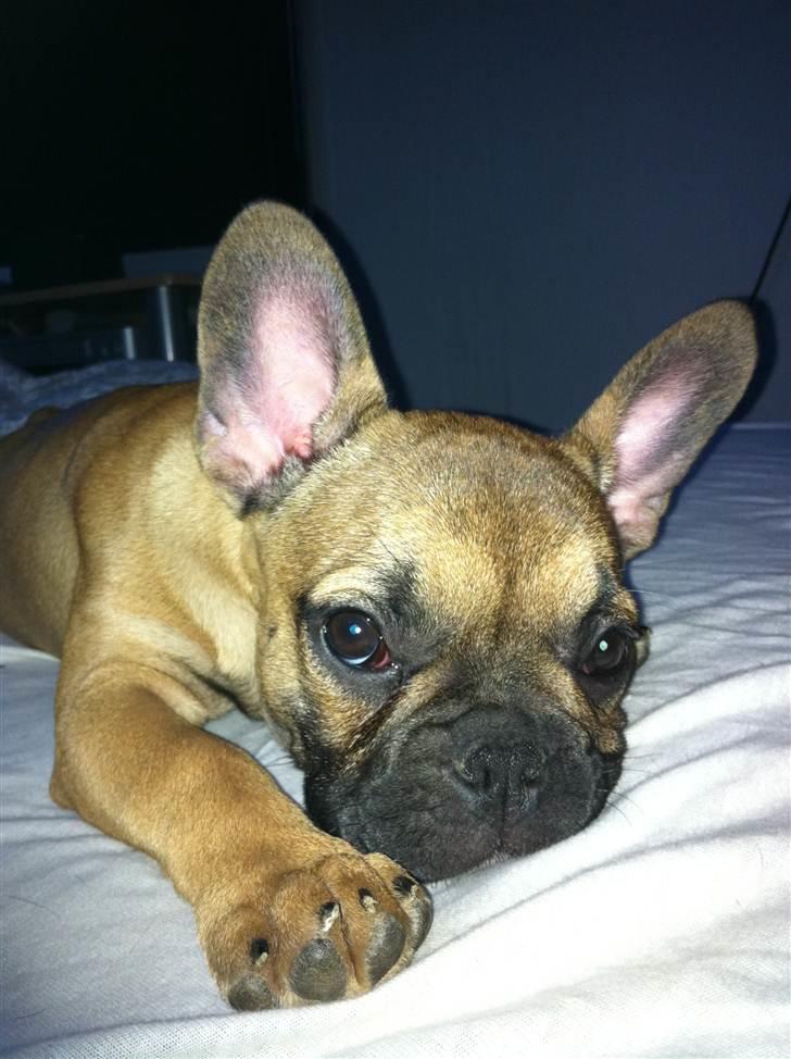 Fransk bulldog Zuka (Himmelhund) billede 13