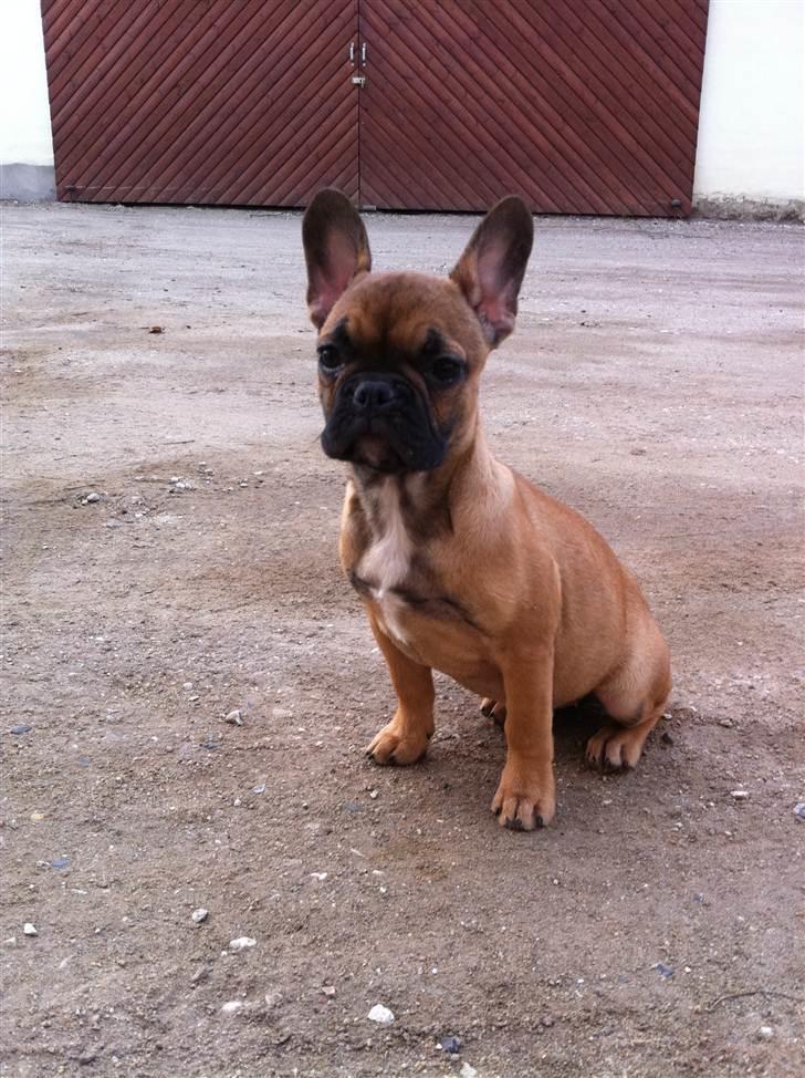 Fransk bulldog Zuka (Himmelhund) - Så skynd dig og tag billedet.... Gider ikke sidde stille mere billede 14