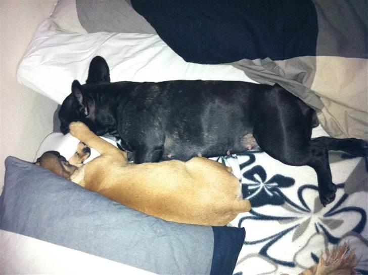 Fransk bulldog Zuka (Himmelhund) - Jeg putter lige lidt med Bimbi ;) billede 15