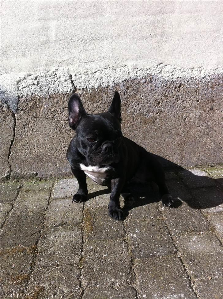 Fransk bulldog Bimbi (Himmelhund) - Dejligt solen endelig kom frem billede 17