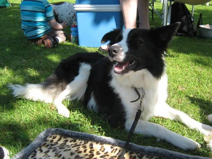 Border collie Cron-Heede Mari (Cody) billede 1