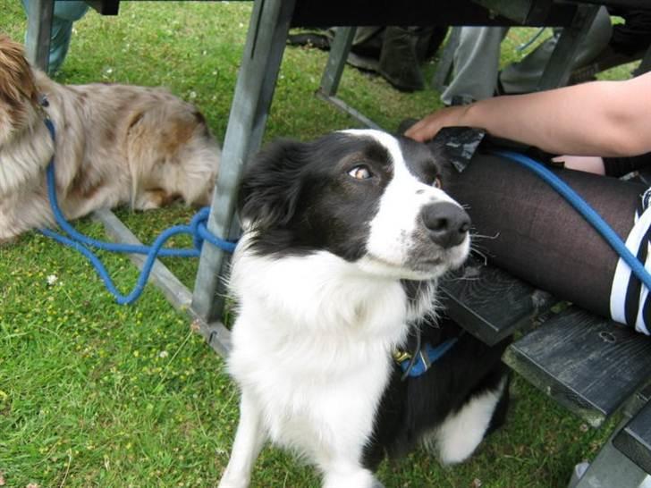 Border collie Cron-Heede Mari (Cody) billede 2