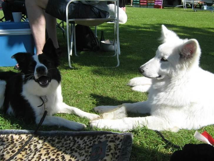 Border collie Cron-Heede Mari (Cody) billede 3