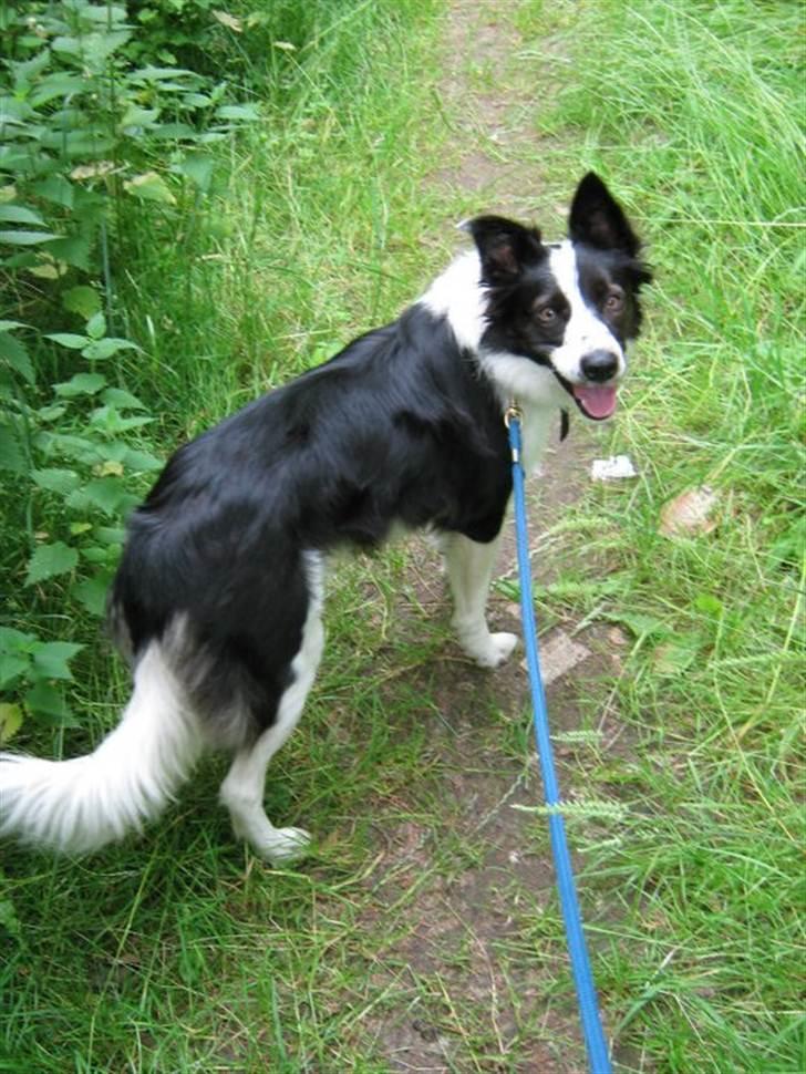 Border collie Cron-Heede Mari (Cody) billede 4