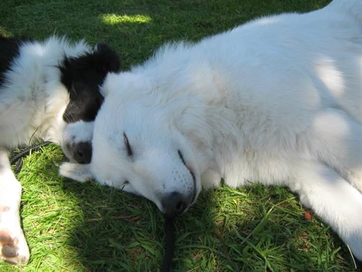 Border collie Cron-Heede Mari (Cody) billede 5