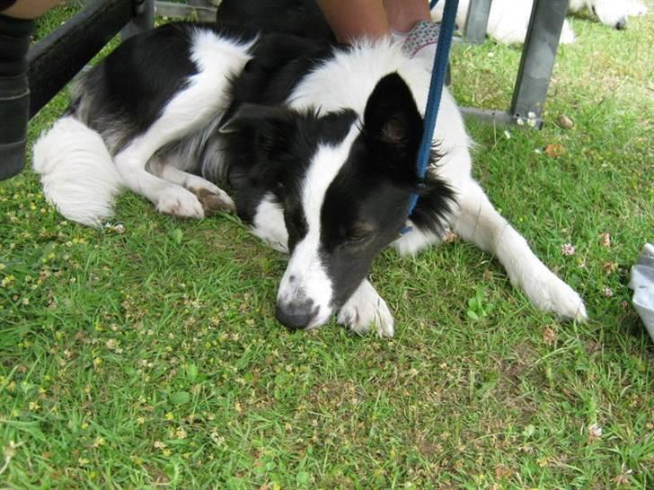 Border collie Cron-Heede Mari (Cody) billede 6