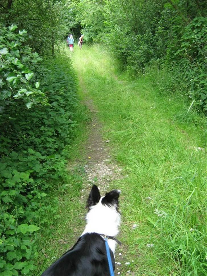 Border collie Cron-Heede Mari (Cody) billede 7