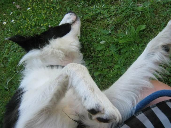 Border collie Cron-Heede Mari (Cody) billede 8