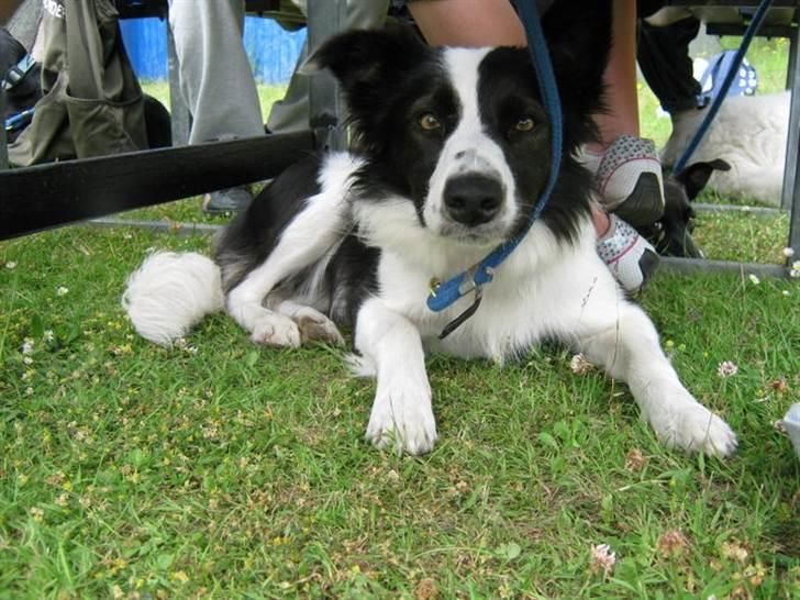 Border collie Cron-Heede Mari (Cody) billede 9