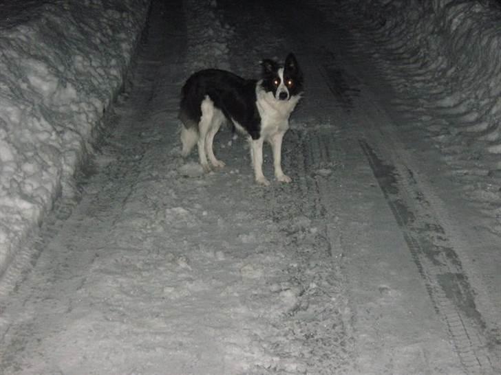 Border collie Cron-Heede Mari (Cody) billede 10