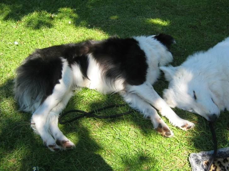 Border collie Cron-Heede Mari (Cody) billede 11