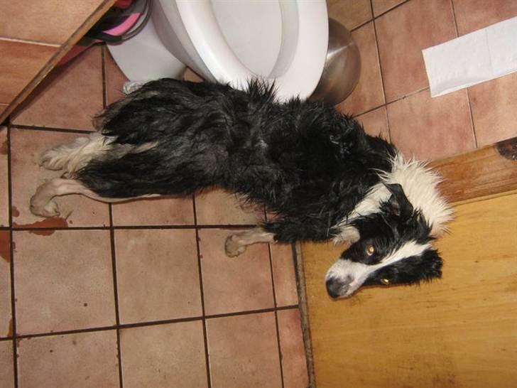 Border collie Cron-Heede Mari (Cody) billede 13