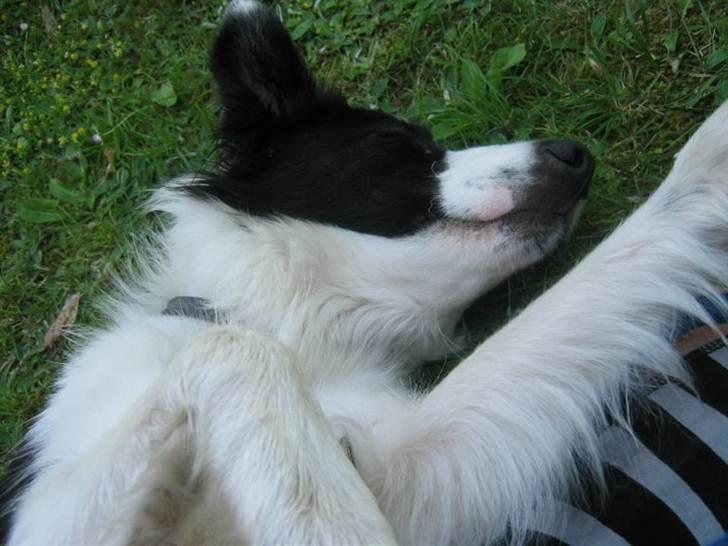 Border collie Cron-Heede Mari (Cody) billede 14