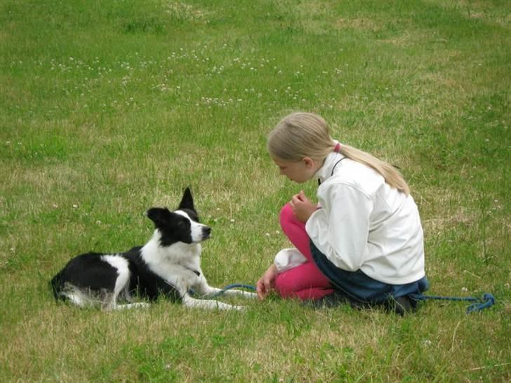 Border collie Cron-Heede Mari (Cody) billede 15