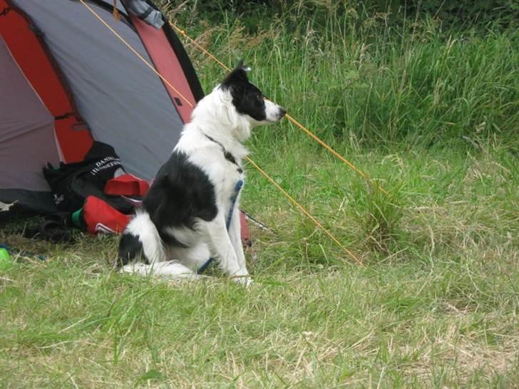 Border collie Cron-Heede Mari (Cody) billede 16