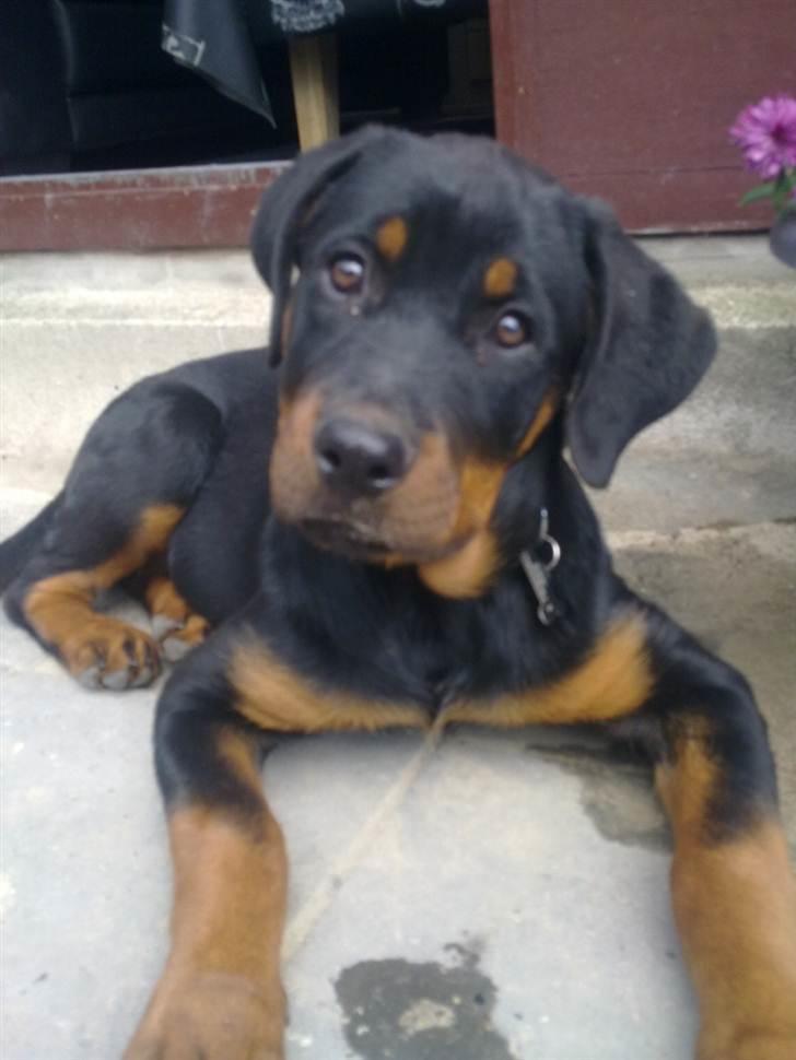 Rottweiler Ziggi billede 1