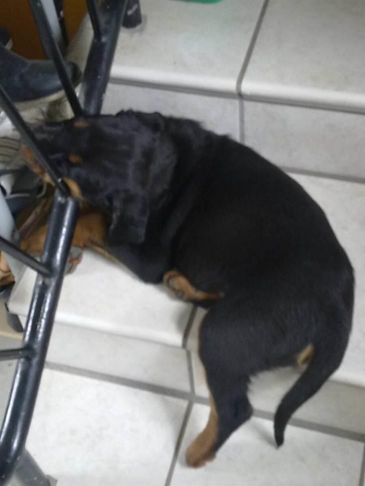 Rottweiler Ziggi billede 2