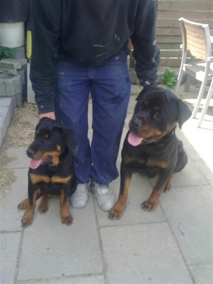 Rottweiler Ziggi billede 3