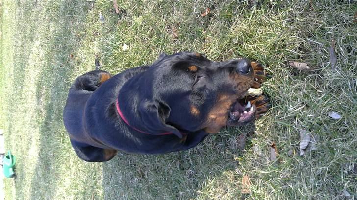 Rottweiler Ziggi billede 4