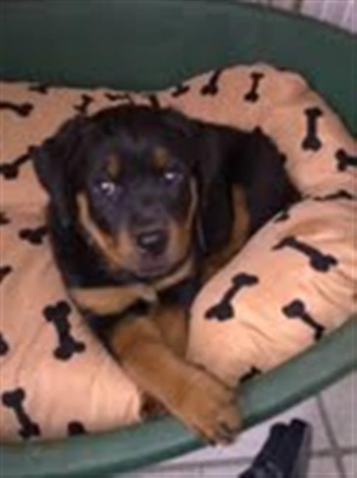 Rottweiler Ziggi billede 5