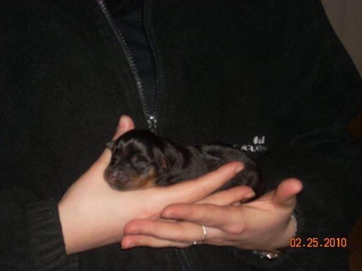 Rottweiler Ziggi billede 6